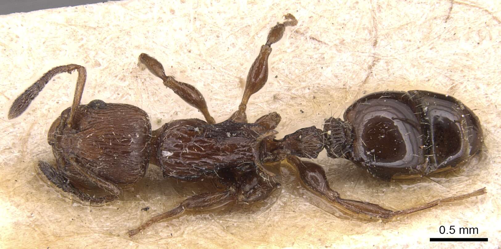 Image of Nesomyrmex costatus