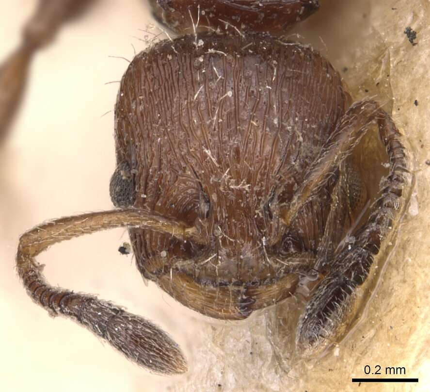 Image of Nesomyrmex costatus