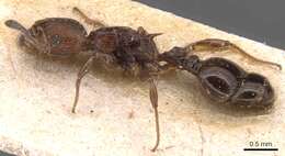 Image of Nesomyrmex costatus