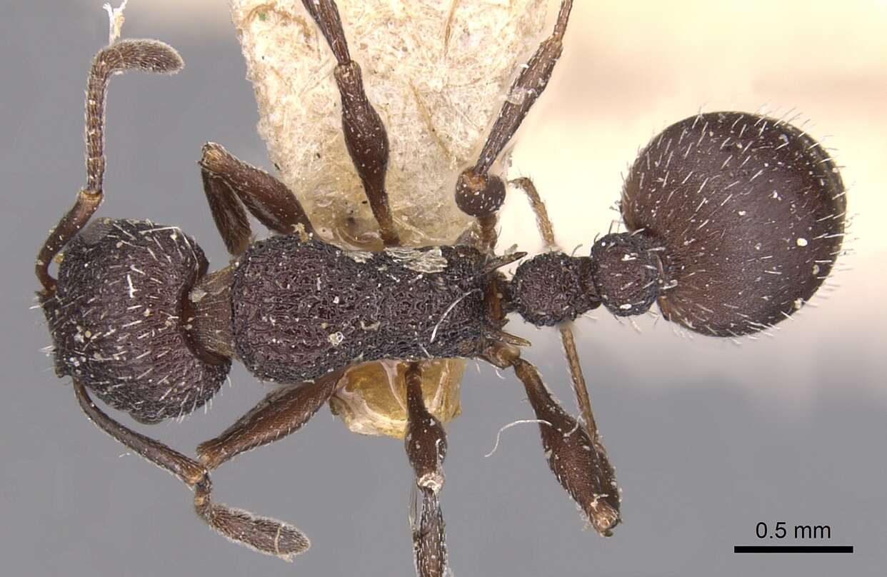 Image de Temnothorax bugnioni