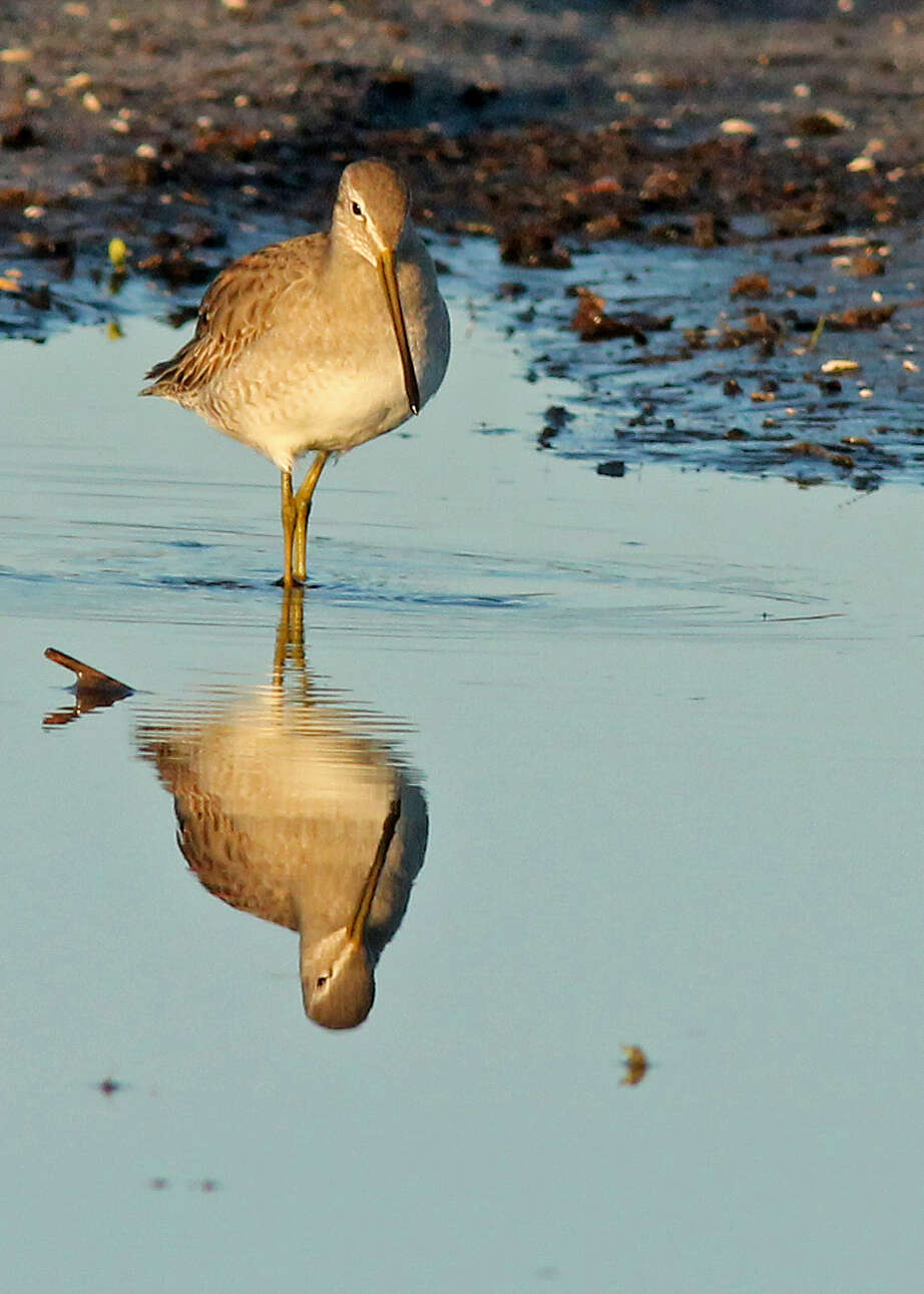 Image of Long-billed Dowitcher