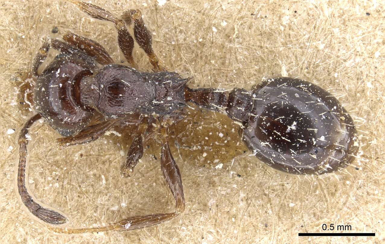 Image de Temnothorax nigritus