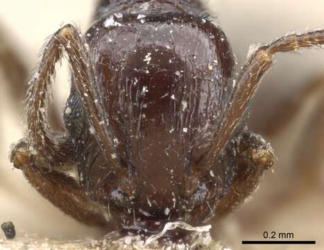 Image of Temnothorax nigritus