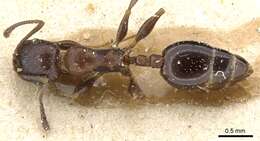 Image of Temnothorax risii