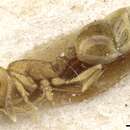 Image of Temnothorax pamiricus