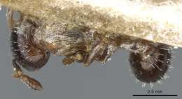 Image of <i>Temnothorax mediterraneus</i> Ward, Brady, Fisher & Schultz 2014