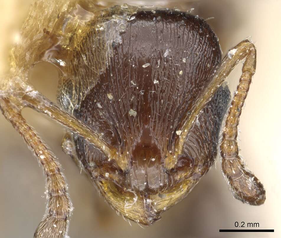 Image of <i>Temnothorax mediterraneus</i> Ward, Brady, Fisher & Schultz 2014