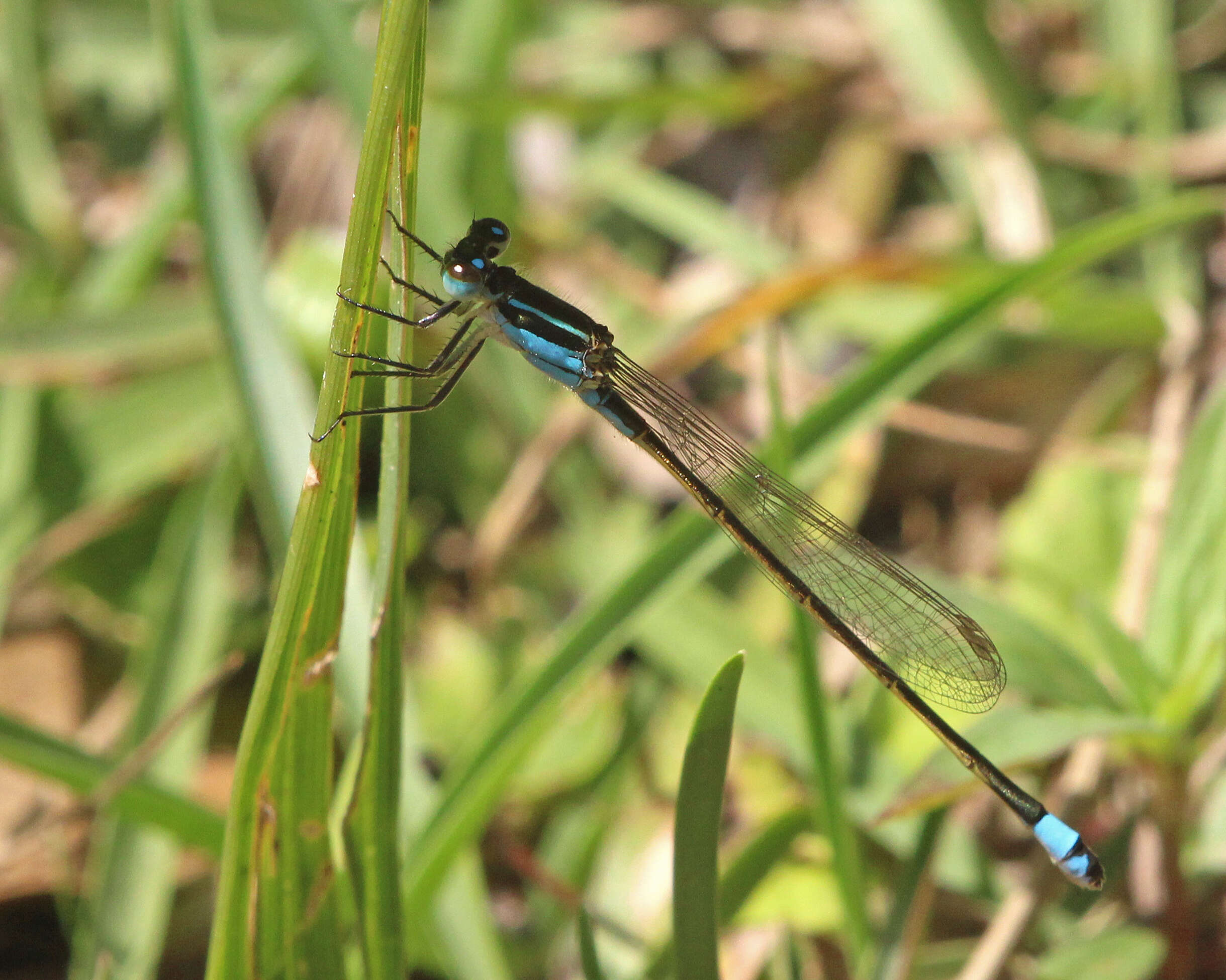 Image of Rambur's Forktail