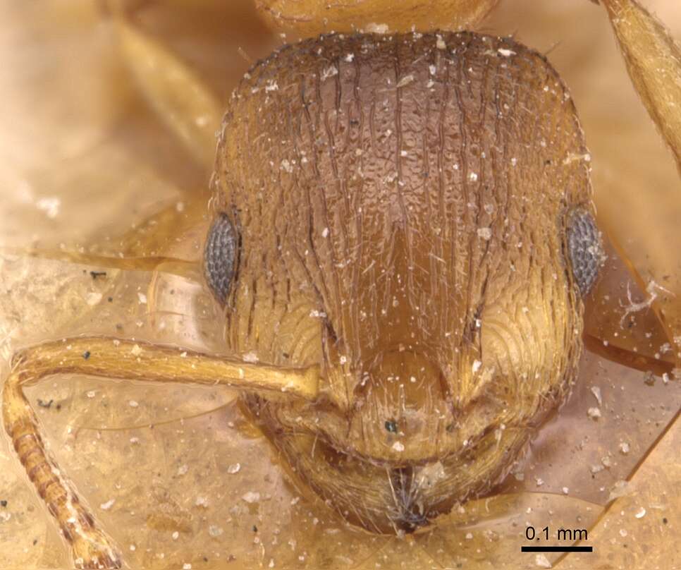 Image of Temnothorax rugatulus