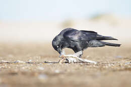 Imagem de Corvus coronoides Vigors & Horsfield 1827