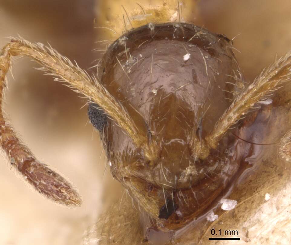 Image of Temnothorax recedens