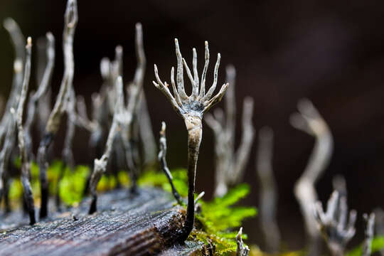 Imagem de Xylaria hypoxylon (L.) Grev. 1824