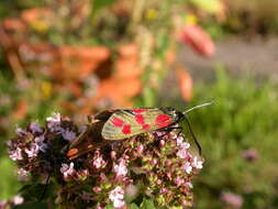 Image of six-spot burnet