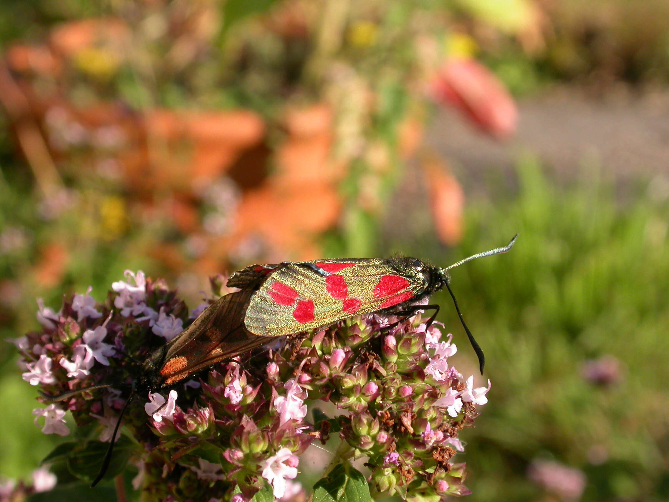 Image of six-spot burnet