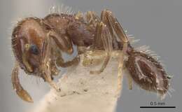 Image of <i>Temnothorax americanus</i>