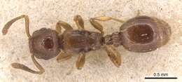 Image of <i>Temnothorax corsicus</i>