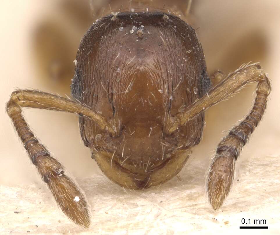 Image of <i>Temnothorax corsicus</i>