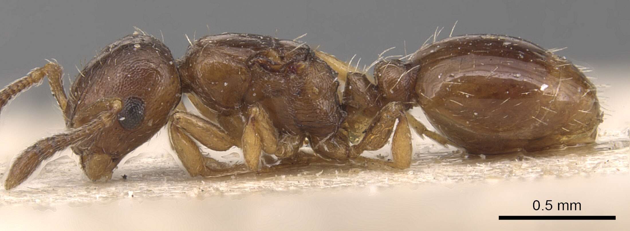 Image of <i>Temnothorax corsicus</i>