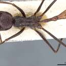 Image of Ocymyrmex robecchii Emery 1892