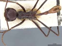 Ocymyrmex robecchii Emery 1892 resmi