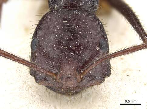 Image of Ocymyrmex robecchii Emery 1892