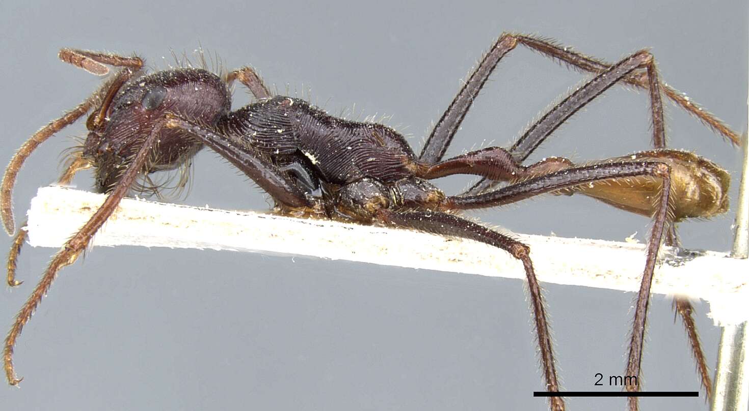 Ocymyrmex robecchii Emery 1892 resmi