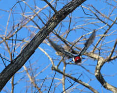 Image of Red-headed Woodpecker