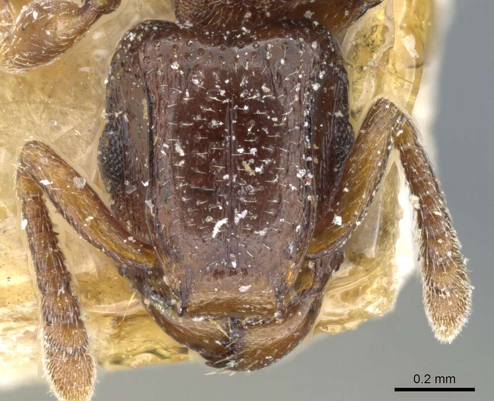 Image de <i>Tetramorium</i> (<i>Decamorium</i>) <i>decem</i> Forel