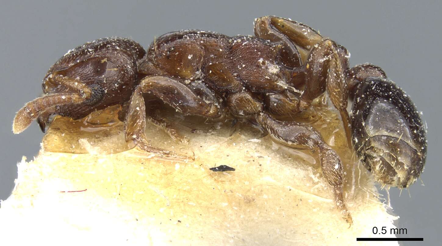 Image de <i>Tetramorium</i> (<i>Decamorium</i>) <i>decem</i> Forel