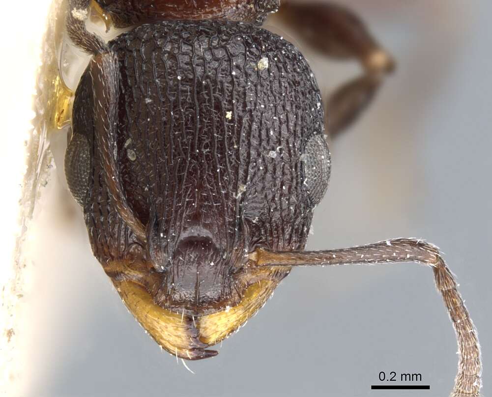 Image of <i>Nesomyrmex simoni</i> (Emery)