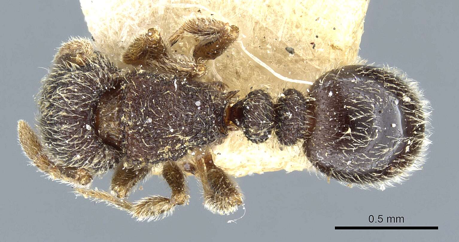 Image of Tetramorium walshi (Forel 1890)