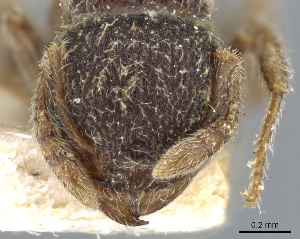 Image of Tetramorium walshi (Forel 1890)