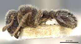 Image of Tetramorium walshi (Forel 1890)