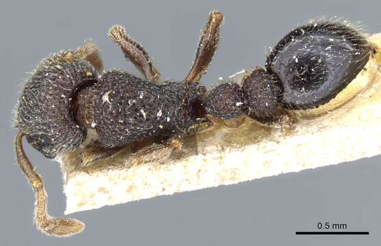 Image of Tetramorium parvispinum (Emery 1893)