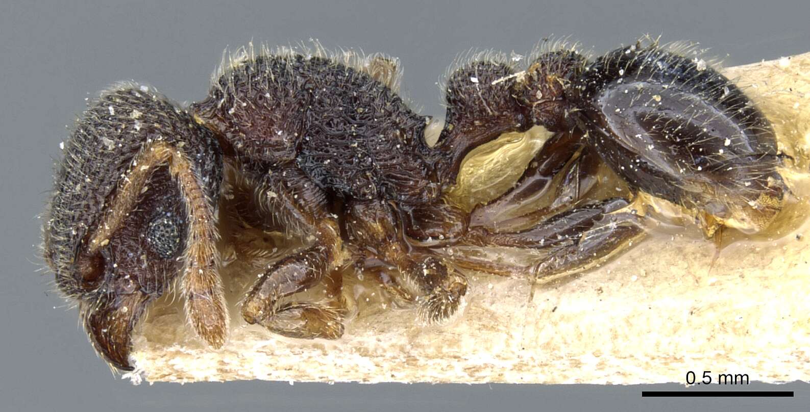 Image of Tetramorium parvispinum (Emery 1893)