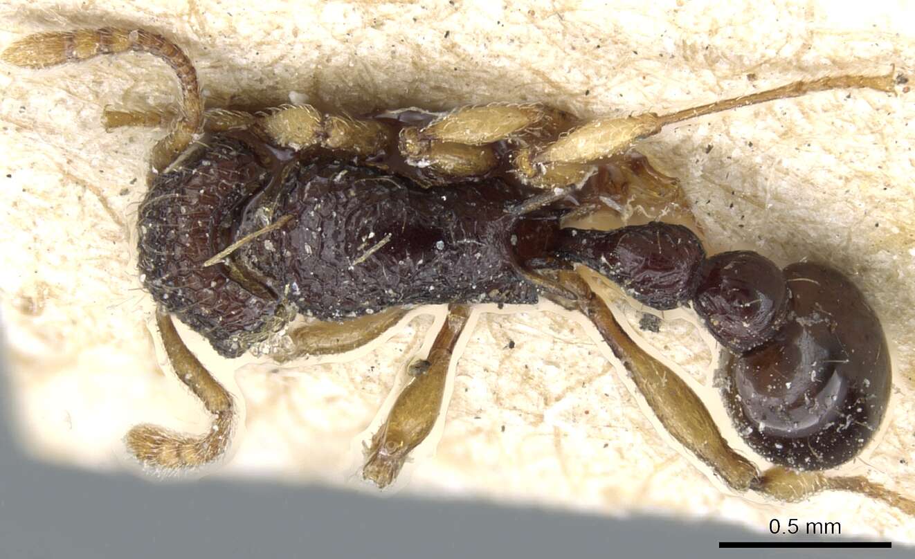 Image of Tetramorium flavipes Emery 1893