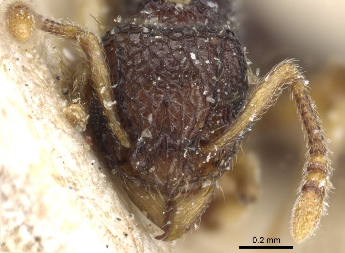 Image of Tetramorium flavipes Emery 1893