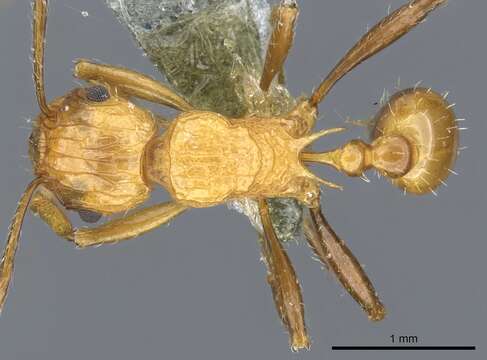 Image of Tetramorium carinatum (Smith 1859)