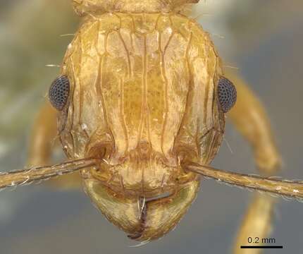 Image of Tetramorium carinatum (Smith 1859)