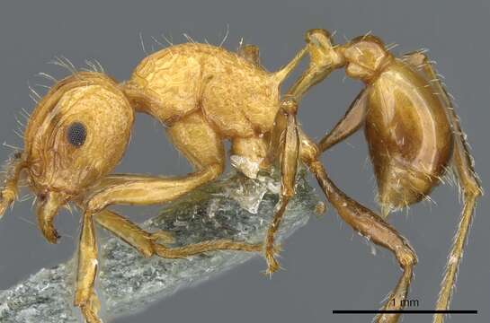 Image of Tetramorium carinatum (Smith 1859)