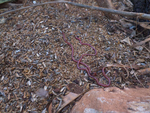 Image of long-beaked Blind Snake