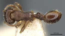 Image of Tetramorium forte Forel 1904