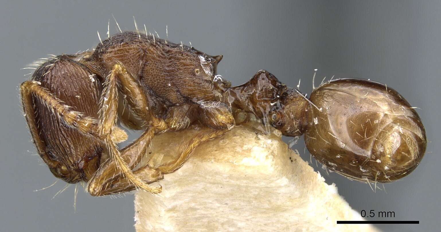 Image of Tetramorium forte Forel 1904