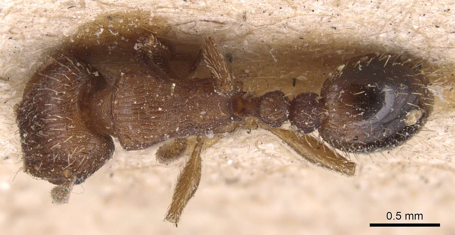 Image of Tetramorium syriacum Emery 1922