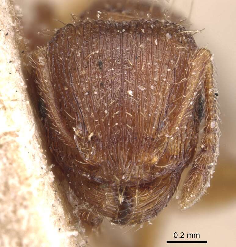 Image of Tetramorium syriacum Emery 1922