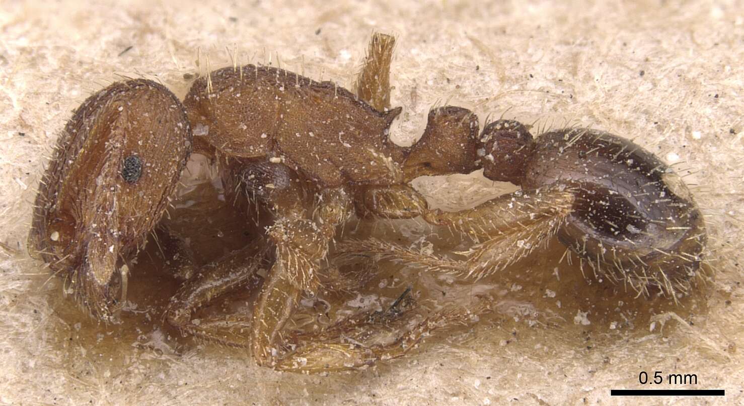 Image of Tetramorium syriacum Emery 1922