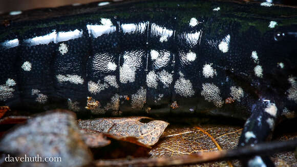 Plethodon glutinosus (Green 1818) resmi