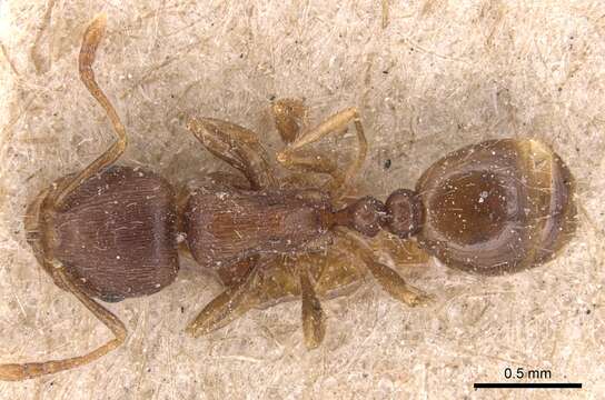 Image of Tetramorium taueret Bolton 1995