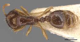 Image of Tetramorium armatum Santschi 1927