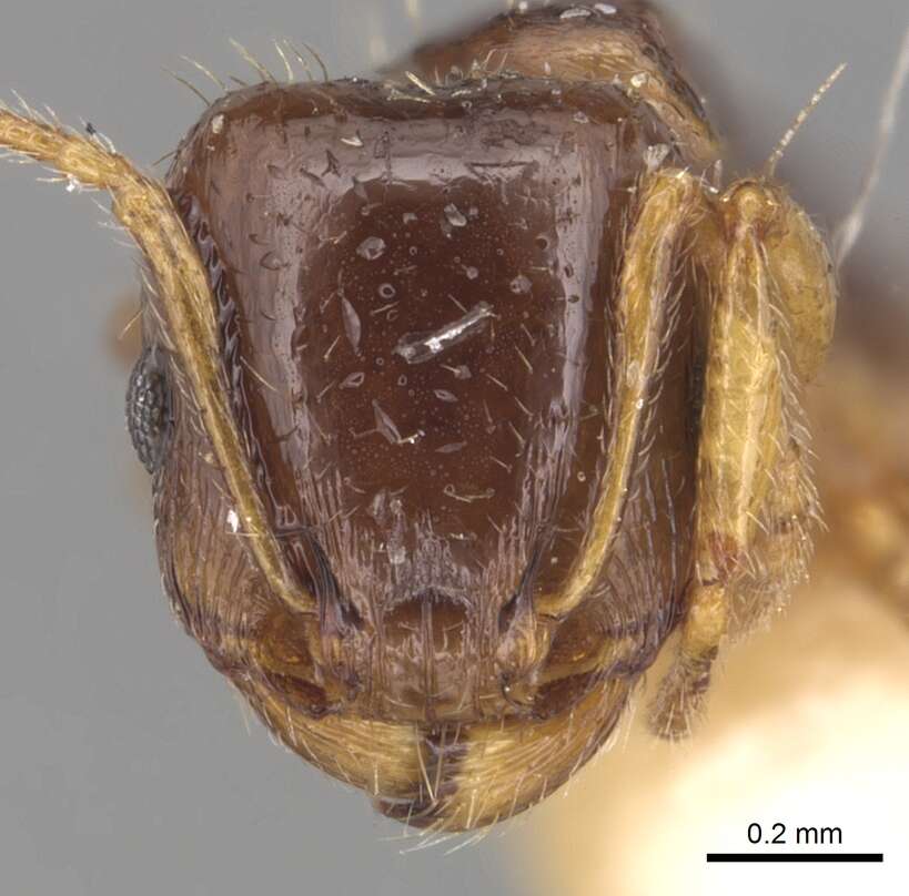 Image of Tetramorium armatum Santschi 1927